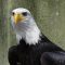 Eagles dominate Chiefs in Super Bowl and roll to 40-22 win